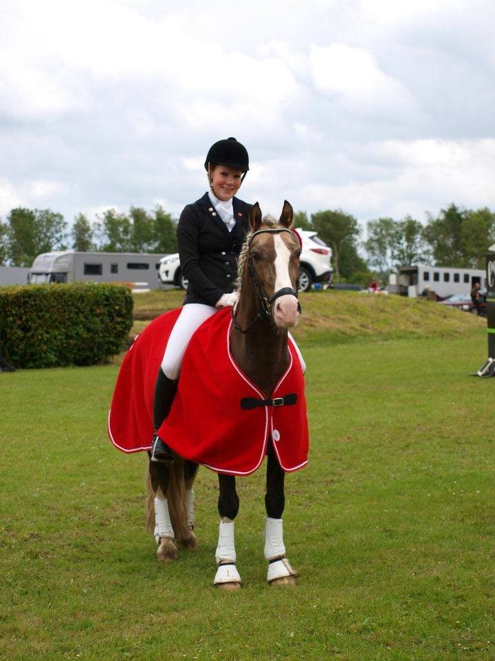 Welsh Pony af Cob-type (sec C) Fjordglimts Mr. Gipson - Sydjysk Mester 2012 billede 19