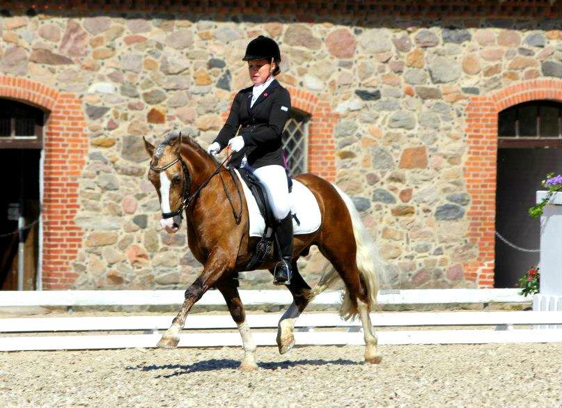 Welsh Pony af Cob-type (sec C) Fjordglimts Mr. Gipson - DM 2012 billede 20