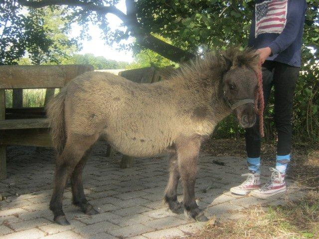 Shetlænder Bøgeskov's Sofia billede 1