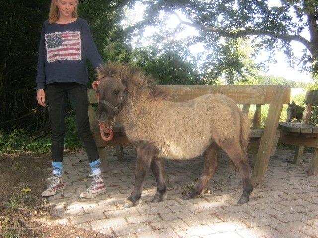 Shetlænder Bøgeskov's Sofia billede 2