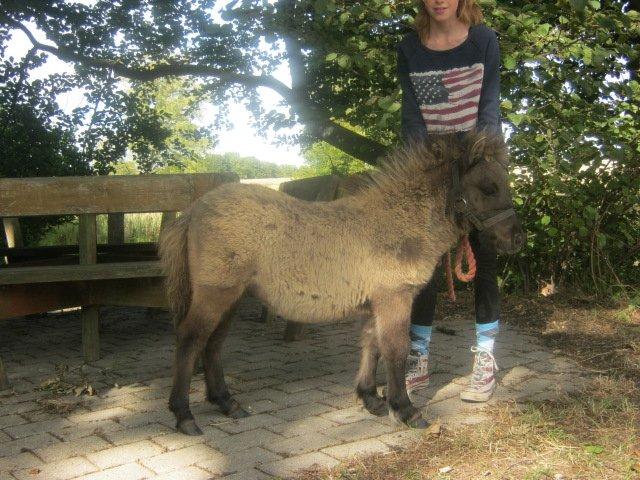 Shetlænder Bøgeskov's Sofia billede 3