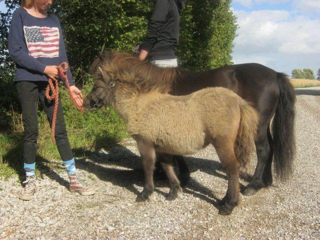 Shetlænder Bøgeskov's Sofia billede 5