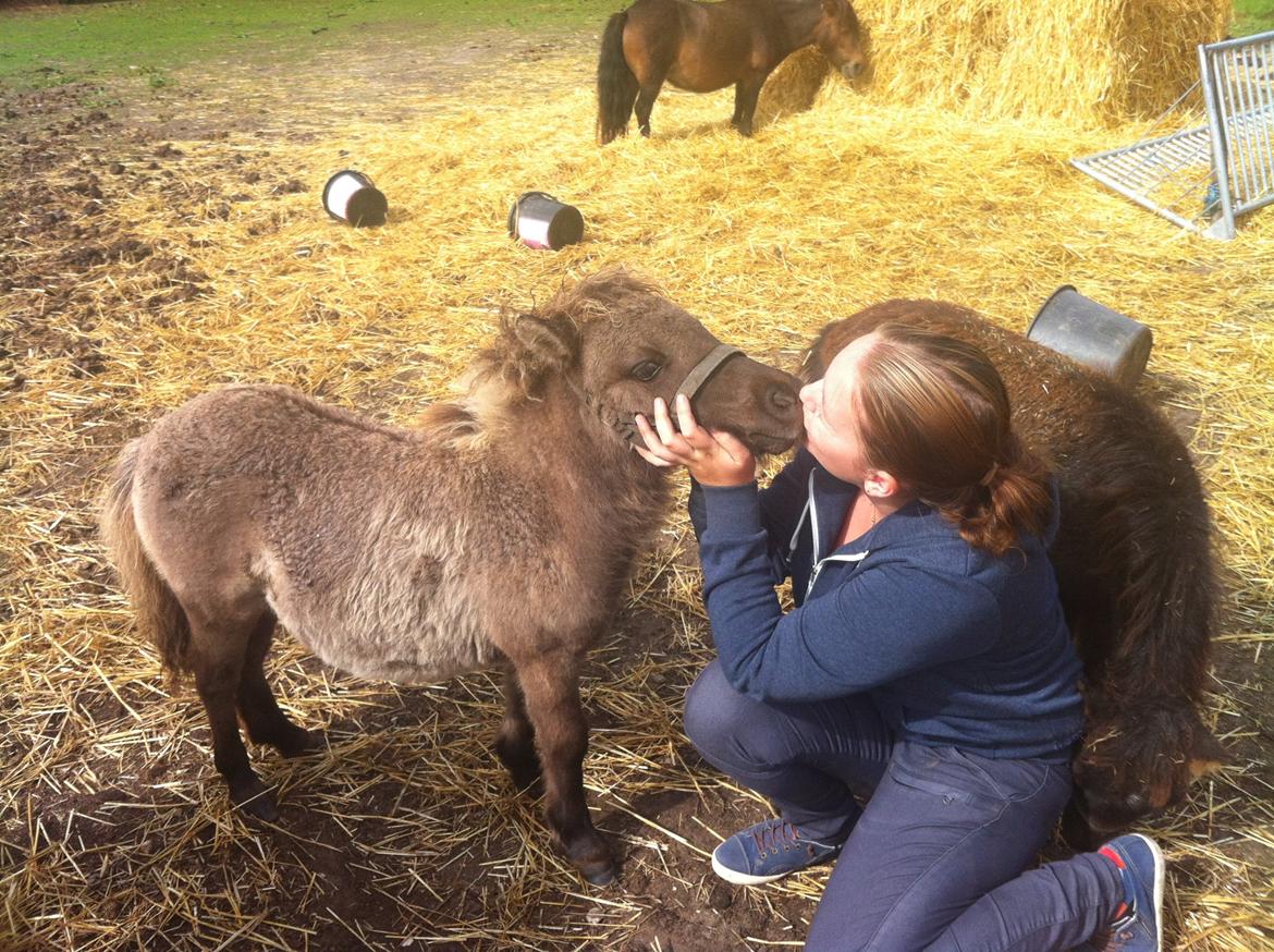 Shetlænder Bøgeskov's Sofia billede 7