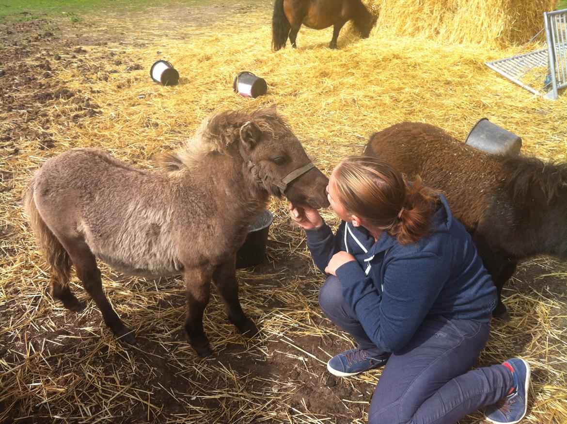 Shetlænder Bøgeskov's Sofia billede 10