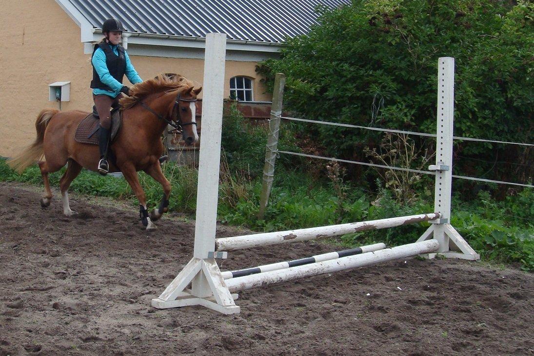 DSP Amanda af Bakholm billede 15