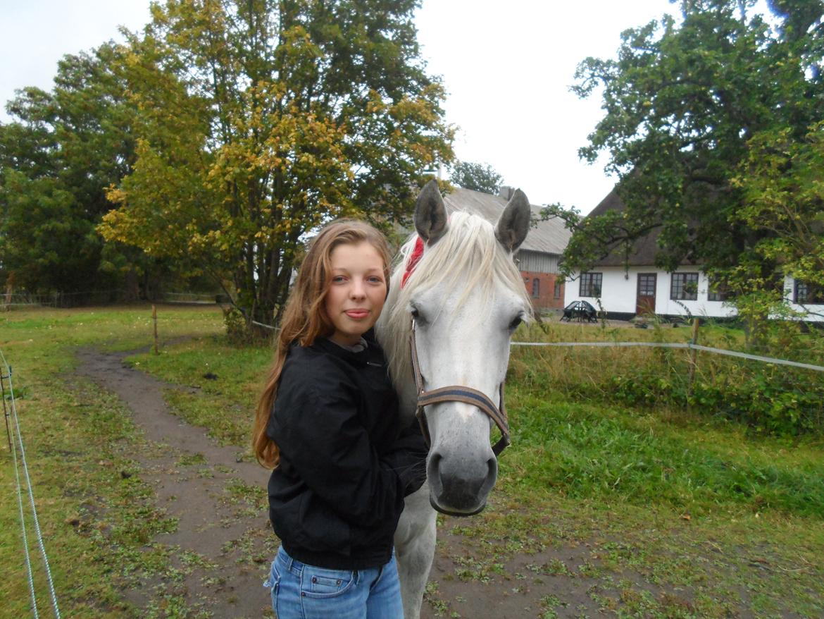 Welsh Partbred (Sec F) Klintholms Miss Shania - 1/09/2013, årsdag med Shania! billede 15