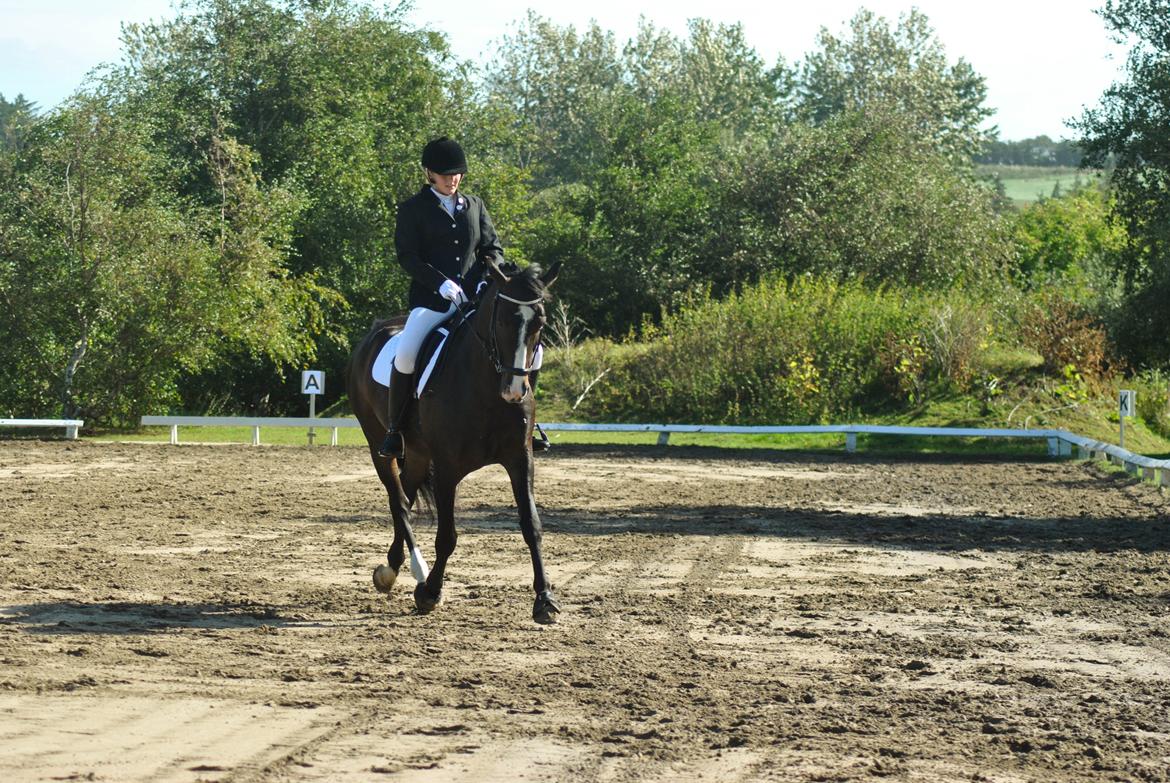 Anden særlig race Sofiesminde`s Milanto - I Brovst d. 31/9 13 billede 8