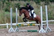 Anden særlig race Romze - til stævne i DIR billede 10