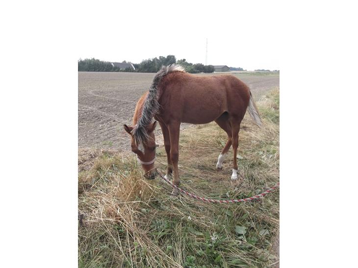 {{currentPhoto.altText}} billede {{currentPhoto.number}}