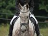 Anden særlig race Milancio S [Tidl. hest]