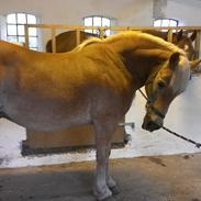Haflinger Max