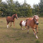 Haflinger Max