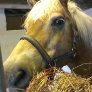 Haflinger Max