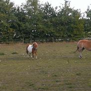 Haflinger Max