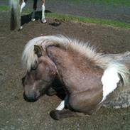 Islænder Kjartan fra Troldkær <3 (solgt)  DK2010100396