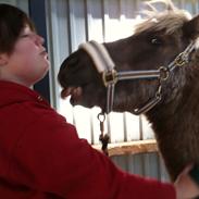 Islænder Kjartan fra Troldkær <3 (solgt)  DK2010100396
