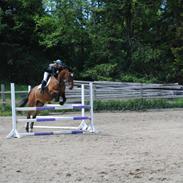 Dansk Varmblod Lorantus