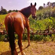 Anden særlig race Nocchio <3