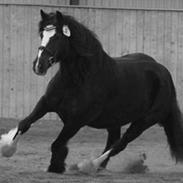 Irish Cob Asgaards Brynhild "Himmel hest"