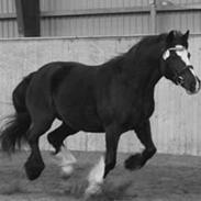 Irish Cob Asgaards Brynhild "Himmel hest"