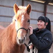 New Forest Elmehøjs Pegasus