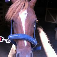 Anden særlig race Glory