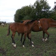 Trakehner Chowdanser