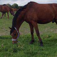 Dansk Varmblod Elmegaardens Fairplay