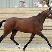 DSP Nørrelunds Makupa.