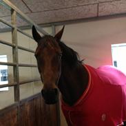 DSP Nørrelunds Makupa.