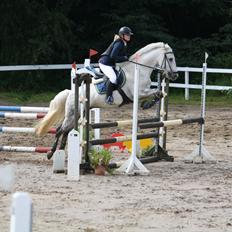 Welsh Cob (sec D) Athos/Mowgli