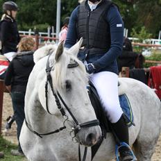 Welsh Cob (sec D) Athos/Mowgli