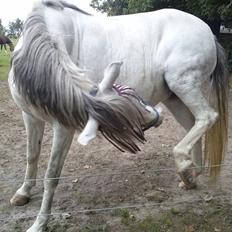 Hollandsk Sportspony Moonligt