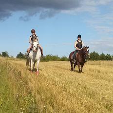Hollandsk Sportspony Moonligt