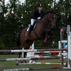 Dansk Varmblod - Adventure C.