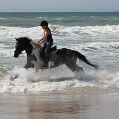 Irsk Sportspony Loughan Milkybar 