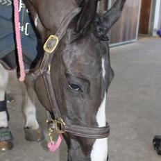 Irsk Sportspony Loughan Milkybar 