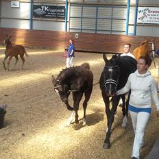 Frederiksborg Struntze's Look At Me *SOLGT*