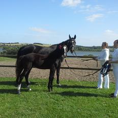 Dansk Varmblod Hjælmsbjergs Like a lady