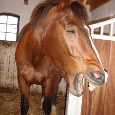 Anden særlig race Zeus