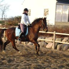 Anden særlig race Zeus