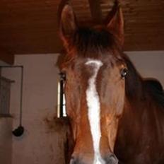 Anden særlig race Zeus