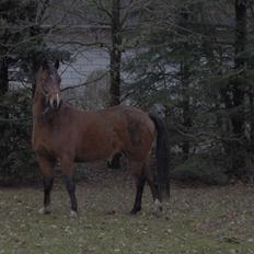 Anden særlig race Shakira (HVR) Rideskolepony