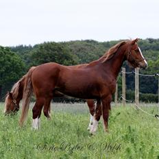 Welsh Cob (sec D) Lesto Faustino