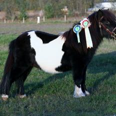 Shetlænder Vadehavets Figero *solgt*