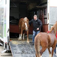 Welsh Cob (sec D) Lesto Da Luca