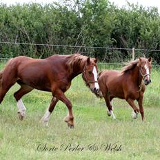 Welsh Cob (sec D) Lesto Da Luca
