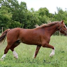 Welsh Cob (sec D) Lesto Da Luca