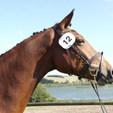 Frederiksborg Nytoftgaards Anastacia (Baby)