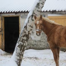 Palomino Magic Missya